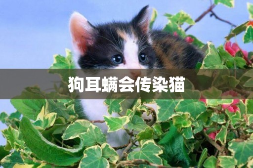 狗耳螨會傳染貓
