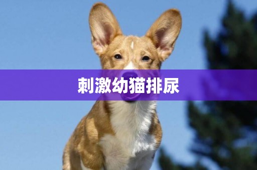 刺激幼貓排尿