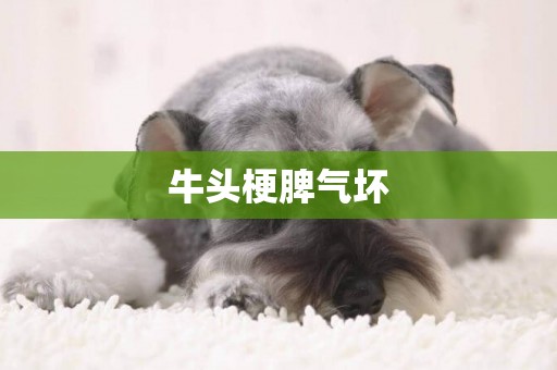 牛頭梗脾氣壞