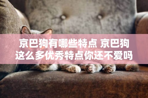 京巴狗有哪些特點 京巴狗這么多優秀特點你還不愛嗎？