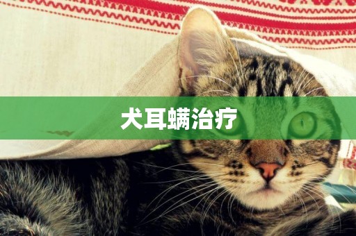 犬耳螨治療