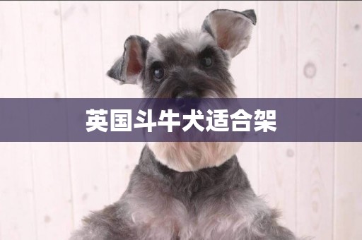英國斗牛犬適合架