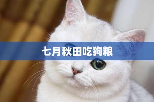 七月秋田吃狗糧