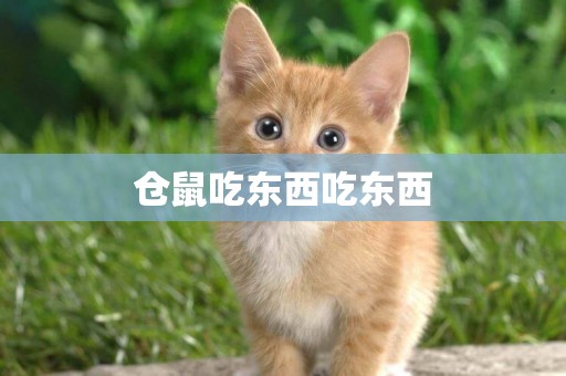 倉鼠吃東西吃東西