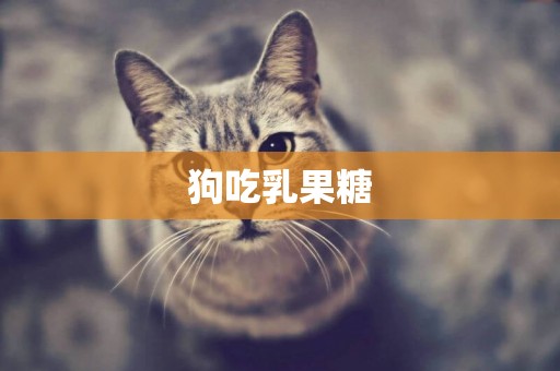 狗吃乳果糖