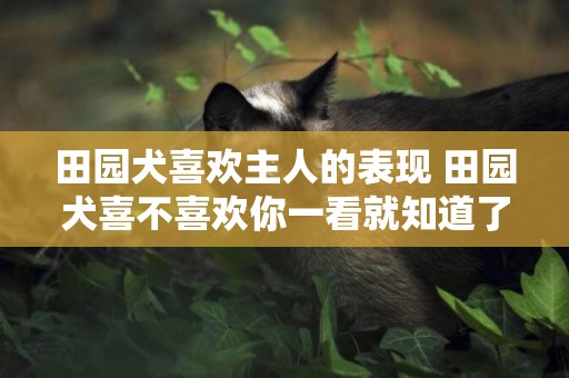 田園犬喜歡主人的表現 田園犬喜不喜歡你一看就知道了！