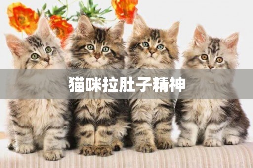 貓咪拉肚子精神