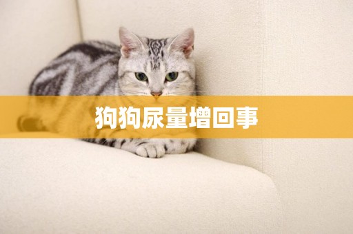 狗狗尿量增回事