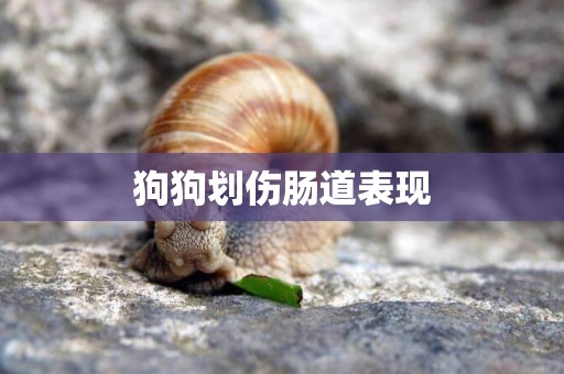 狗狗劃傷腸道表現