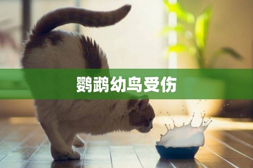 鸚鵡幼鳥受傷