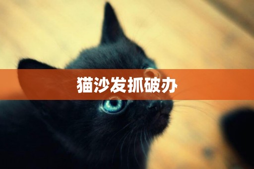 貓沙發抓破辦