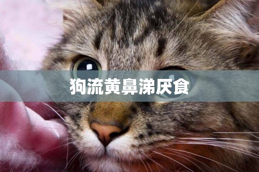 狗流黃鼻涕厭食