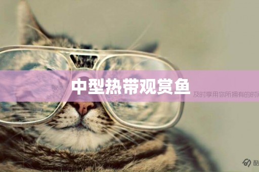 中型熱帶觀賞魚