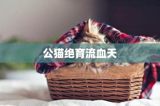 公貓絕育流血天