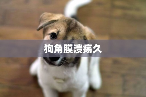狗角膜潰瘍久