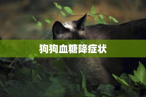 狗狗血糖降癥狀
