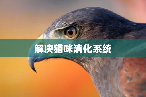 解決貓咪消化系統