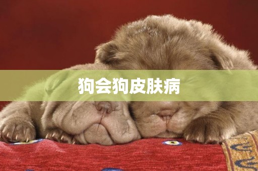 狗會狗皮膚病