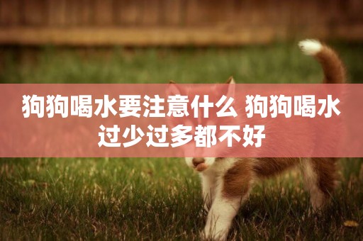 狗狗喝水要注意什么 狗狗喝水過少過多都不好