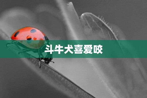 斗牛犬喜愛咬