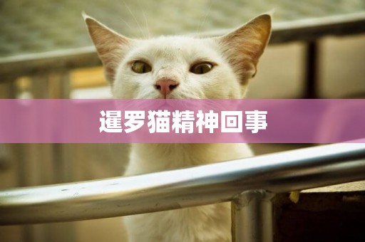 暹羅貓精神回事