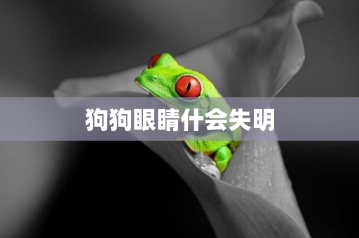 狗狗眼睛什會失明