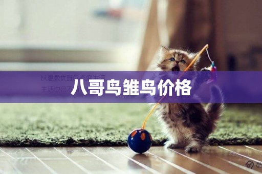 八哥鳥雛鳥價格