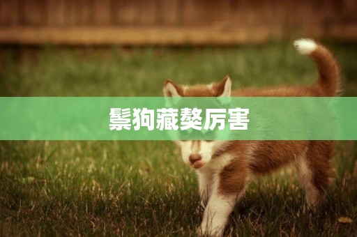 鬃狗藏獒厲害