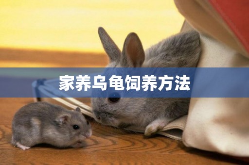 家養烏龜飼養方法