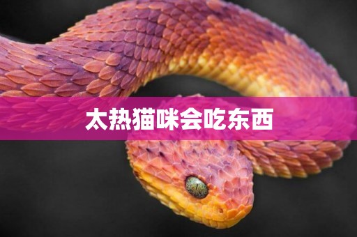 太熱貓咪會吃東西