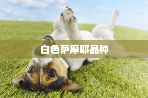 白色薩摩耶品種