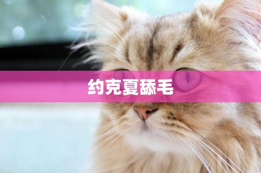 約克夏舔毛