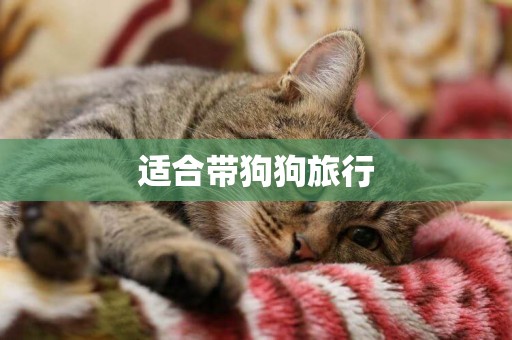 適合帶狗狗旅行