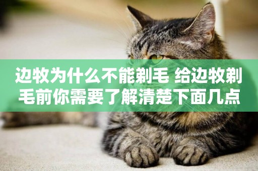邊牧為什么不能剃毛 給邊牧剃毛前你需要了解清楚下面幾點