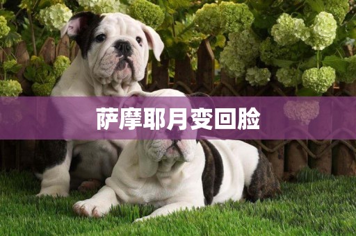 薩摩耶月變回臉