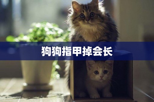 狗狗指甲掉會長