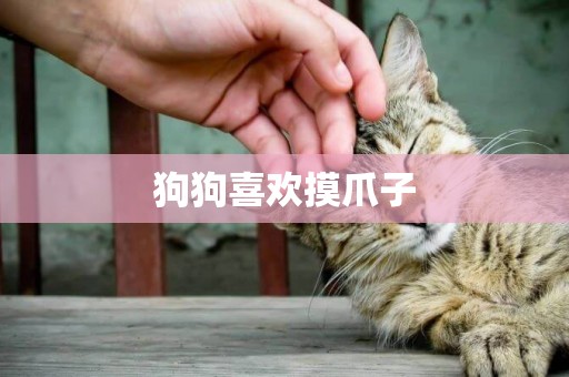狗狗喜歡摸爪子