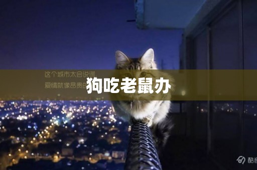 狗吃老鼠辦