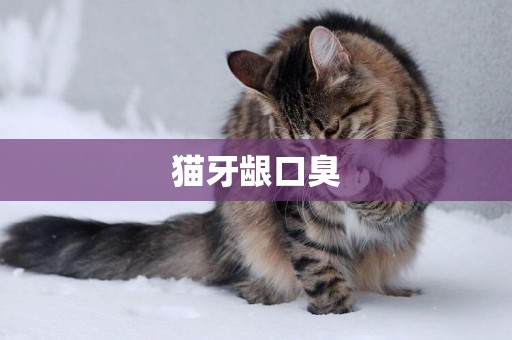 貓牙齦口臭