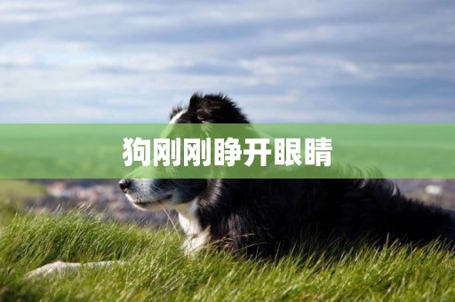 狗剛剛睜開眼睛