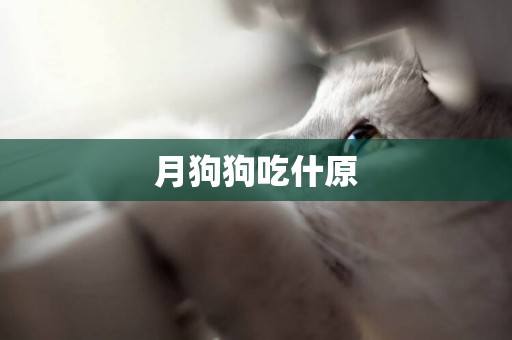 月狗狗吃什原