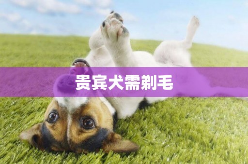 貴賓犬需剃毛