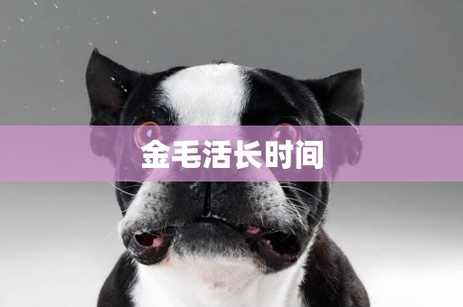 金毛活長時間