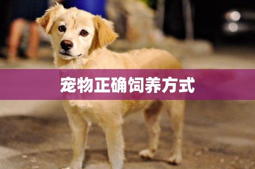 寵物正確飼養方式