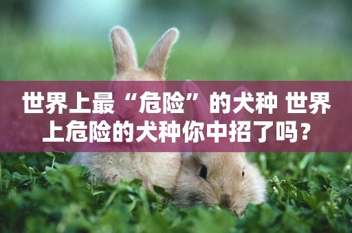 世界上最“危險”的犬種 世界上危險的犬種你中招了嗎？