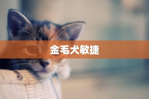 金毛犬敏捷