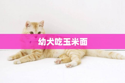 幼犬吃玉米面