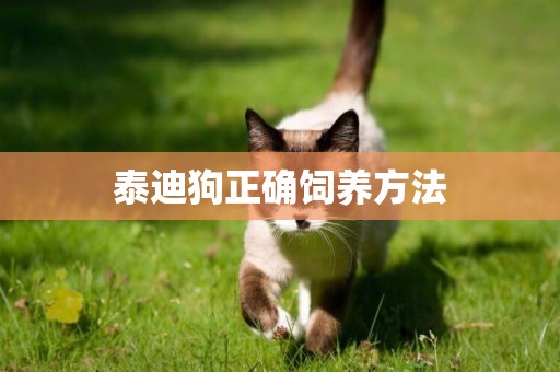 泰迪狗正確飼養方法