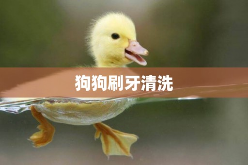 狗狗刷牙清洗