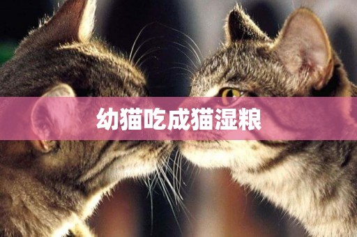 幼貓吃成貓濕糧